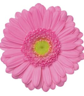 Boeket Roze Gerbera