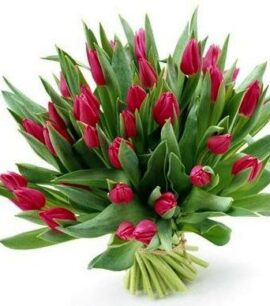 Tulpen Boeket Rood