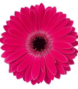 Boeket Donker Roze Gerbera’s