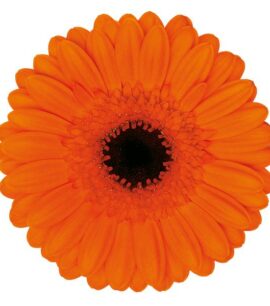 Boeket oranje gerbera’s