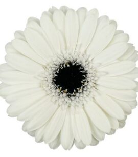 Boeket Witte Gerbera’s